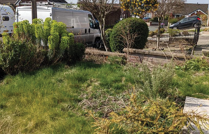 Garden before professional maintenance