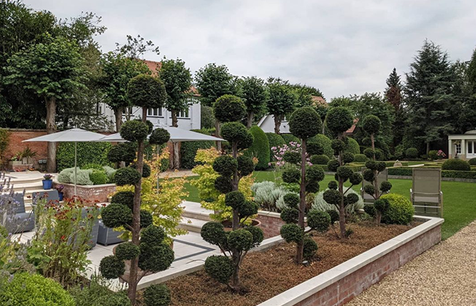 Professional shrub pruning
